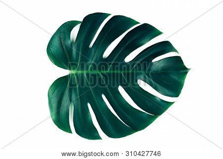 One Tropical Jungle Monstera Leaf Isolated On White Background. Flat Lay Style.
