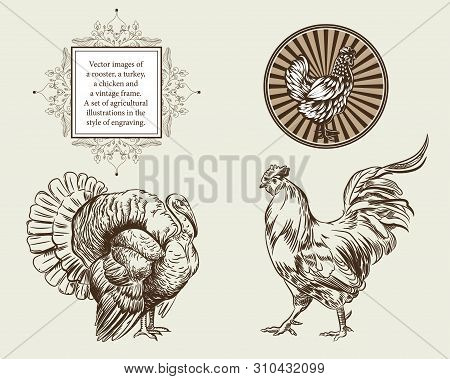 Vector Images Of A Rooster, A Turkey, A Chicken And A Vintage Frame.