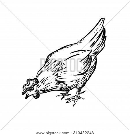 Vector Image Of A Hen. Agricultural Illustration. Domestic Bird.