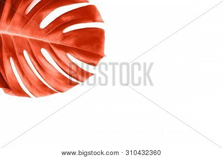 Coral Tropical Jungle Monstera Leaf Isolated On White Background. Flat Lay Style.