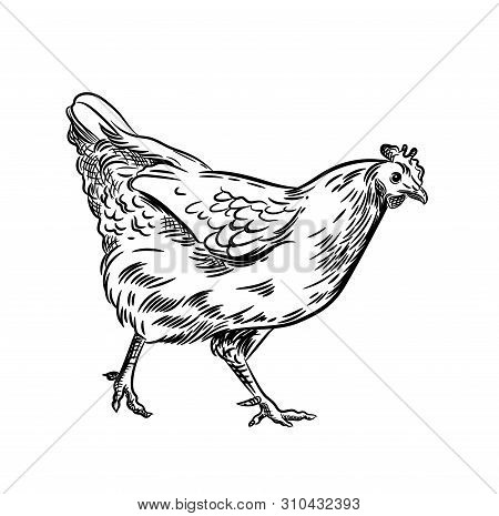 Vector Image Of A Hen. Agricultural Illustration. Domestic Bird.