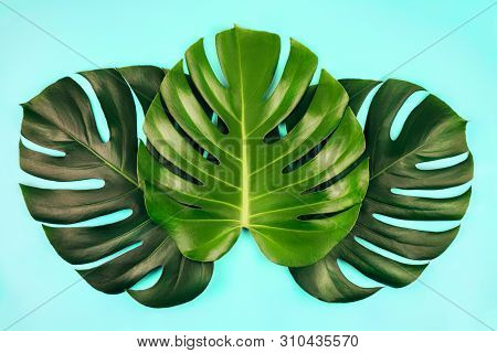 Three Tropical Jungle Monstera Leaves Isolated On Blue Background. Flat Lay Style.
