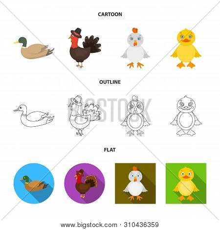 Vector Illustration Of Funny And Poultry Icon. Set Of Funny And Farming Vector Icon For Stock.