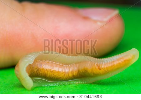 Close-up Photo Of Linguatula Serrata Or Tongue Worm. Comparative Size With  Human's Finger