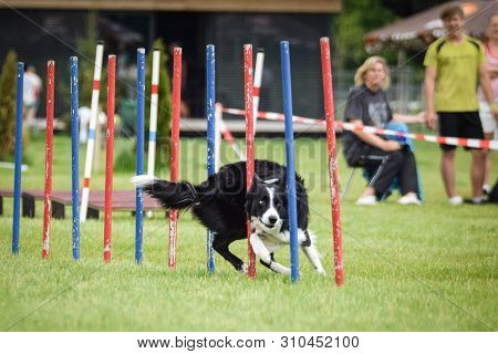 Black And White Border Collie Is Running On Czech Agility Competition Slalom. Prague Agility Competi