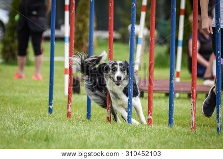 Bluemerle Border Collie Is Running On Czech Agility Competition Slalom. Prague Agility Competition I