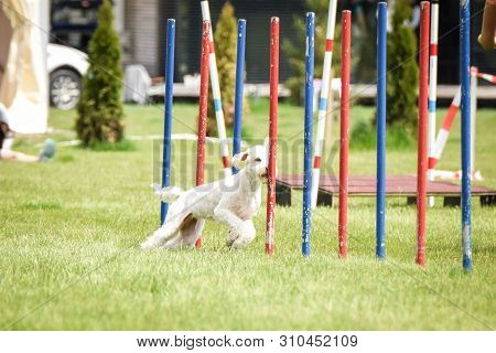 Half-bred Dog Is Running On Czech Agility Competition Slalom. Prague Agility Competition In Dog Park