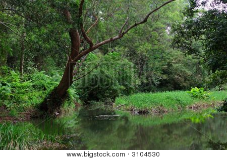 Purling Brook Creek