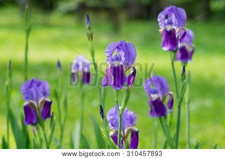 Violet Flower Iris In The Garden. Flower In The Garden. Spring Flower Iris Shot In Clear Sun On Gree