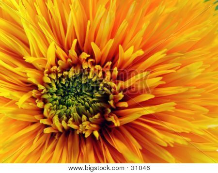 Blumen Closeup