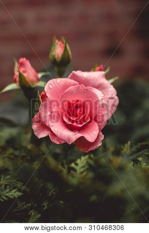 Beautiful Pink Rose In The Yard, Flower