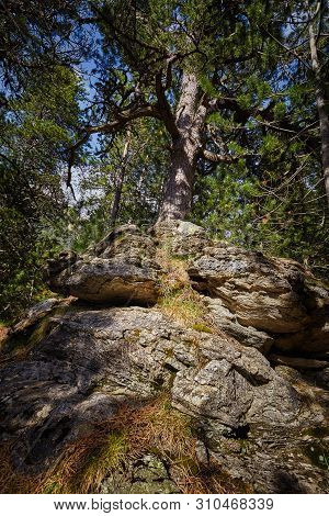 Mountain Pine Tree In A Spanish Pyrenees