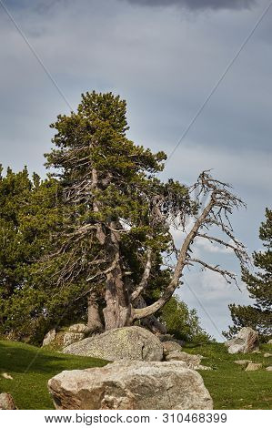 Mountain Pine Tree In A Spanish Pyrenees