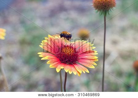 Bumblebee Fly On A Blooming Red Flower Gaillardia, Asters Family. Flowering Of Chamomile Gerbera For