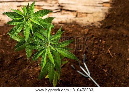 Industrial Hemp Plant Growing From The Soil And Gardening Tools