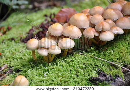 Beautiful Mushrooms In The Forest. Macro Photography.