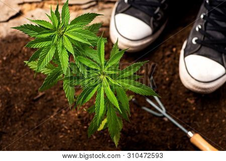 Industrial Hemp Plant Growing From The Soil And Gardening Tools