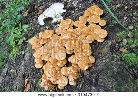 Beautiful Mushrooms In The Forest. Macro Photography.