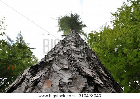 Macro Photography Of Tree Bark And Trunk.