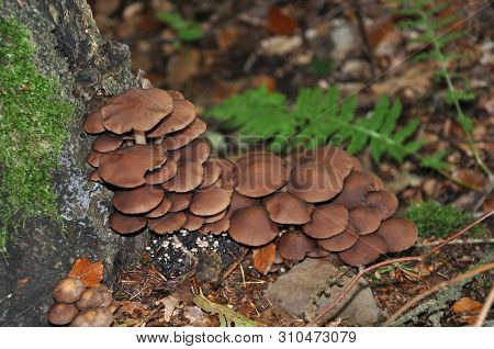 Beautiful Mushrooms In The Forest. Macro Photography.