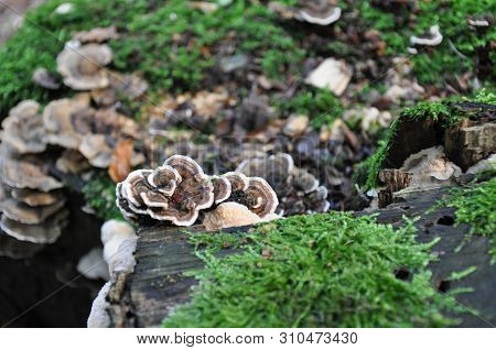 Beautiful Mushrooms In The Forest. Macro Photography.