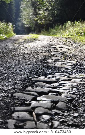 Road In The Forest. Find Your Own Way.