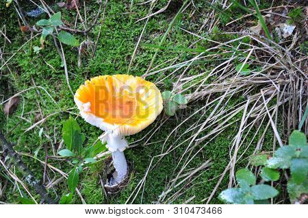 Beautiful Mushrooms In The Forest. Macro Photography.