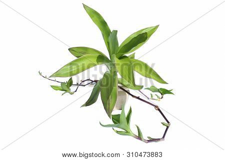 Basket Plant, Callisia Fragrans Isolated On White Background. Callisia Fragrans, Commonly Known As T