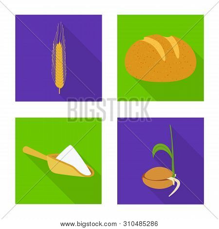 Vector Design Of Wheat And Corn Icon. Collection Of Wheat And Harvest Vector Icon For Stock.