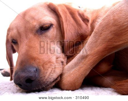Søvnig hund