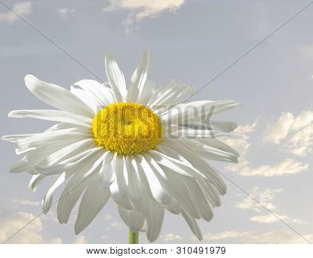 White Daisy On Blue Sky Background. Wonderful Drilliance Of Flowers On A Sunny Day.