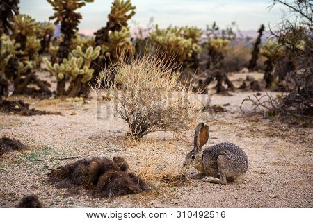 Wild Black-tailed Jackrabbit, Also Known As The American Desert Hare, Sitting On A Trail In Joshua T