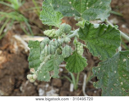 Chrozophora Tinctoria Commonly Known As Dyer's Croton, Giradol Or Turnsole