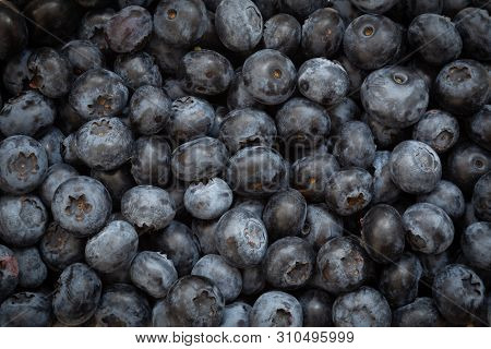 Freshly Picked Blueberries Closeup Backgraound With Full Frame Filled With Berries