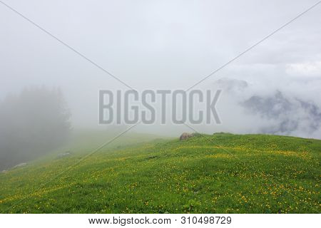Green Meadow With Yellow Flowers. Nature Background.