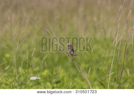 Female  Bobolink (dolichonyx Oryzivorus) Sitting On A Branch Of A Bush In A Meadow Near The Nest.nat