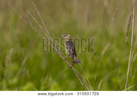 Female  Bobolink (dolichonyx Oryzivorus) Sitting On A Branch Of A Bush In A Meadow Near The Nest.nat