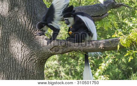 Couple Of Young Mantled Guereza Monkey Also Named Colobus Guereza Eating Fruits Sitting On Tree Bran