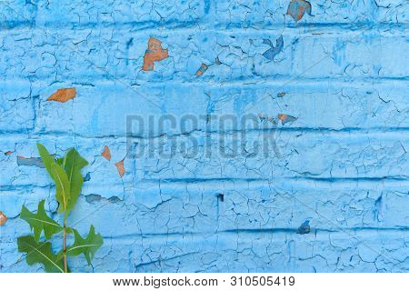 Dilapidated Cracked Brick Wall, Painted With Blue Paint, On Which A Green Plant Has Grown (fragment)