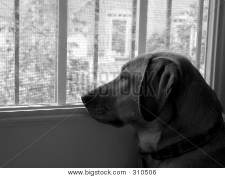 Venter på hund