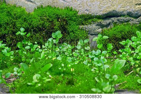 Little Green Wildflower Sprouts Growing On Haircap Moss With Shining Rain Droplets On A Summer Day.
