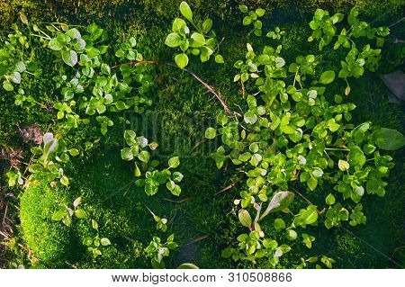 Top Down View Of Little Green Wildflower Sprouts Growing On Haircap Moss With Shining Rain Droplets 