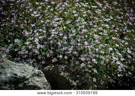 Creeping Gypsophila-a Flowering Plant Of The Clove Family, Growing In The Mountains Of Central And S