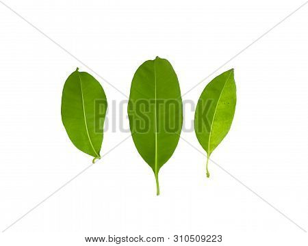 Green Kankrao Leaves And Yellow Kankrao Leaves On Isolated White Background.