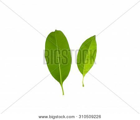 Green Kankrao Leaves And Yellow Kankrao Leaves On Isolated White Background.
