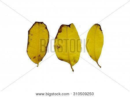 Green Kankrao Leaves And Yellow Kankrao Leaves On Isolated White Background.