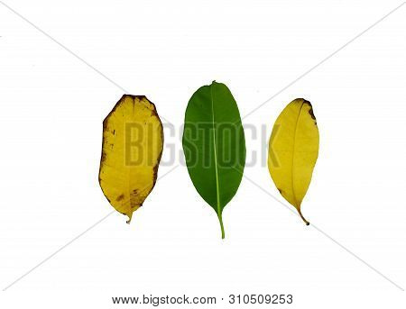Green Kankrao Leaves And Yellow Kankrao Leaves On Isolated White Background.