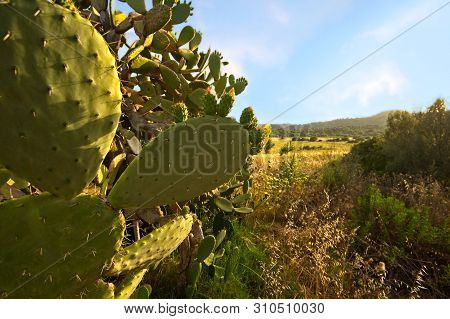 Prickly Pear Cactus. Landscape Of Sardinia Italy