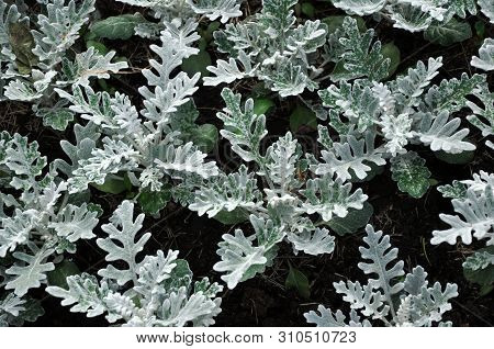 Gray Green Leaves Of Cineraria In Macro. Exotic Dusty Miller Plant Close-up. Natural Background Of C
