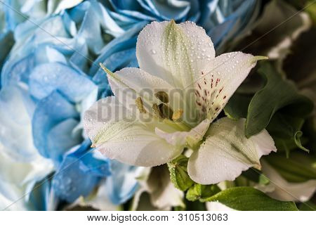 Beautiful White Lily With Variegated Petals And Yellow Core With Drops Of Clear Water Close-up. Beau